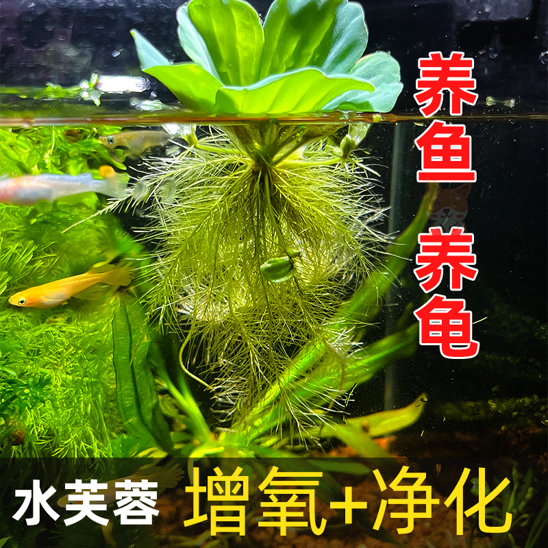 浮萍水草水芙蓉养鱼龟缸造景装饰水培植物水葫芦水草池塘净化水质