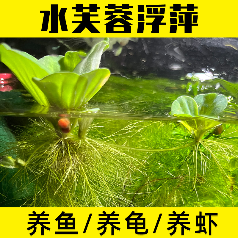 水芙蓉净化水质鱼缸池塘古法养鱼养龟水草水浮莲水上莲花造景植物