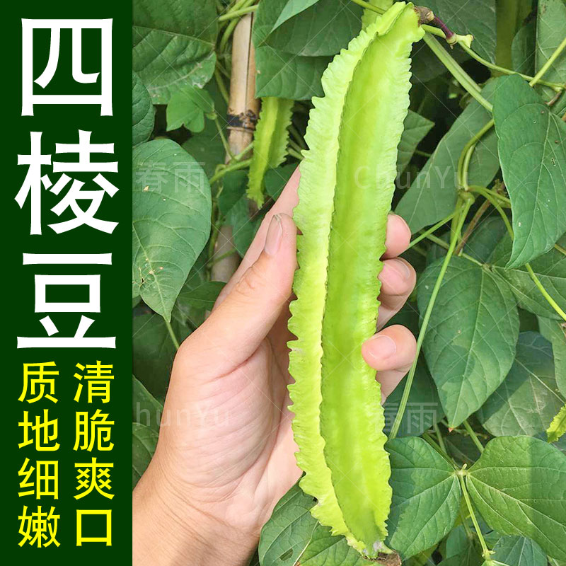 四棱豆种籽四棱豆苗种植种孑盆栽梭凌豆角苗秧苗海南种子蔬菜苗