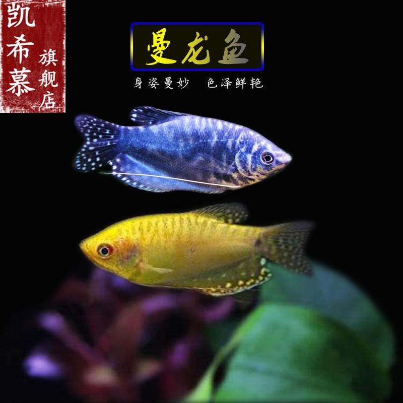 曼龙鱼精品汇聚_价格大全 pc版 第18页-最宠网