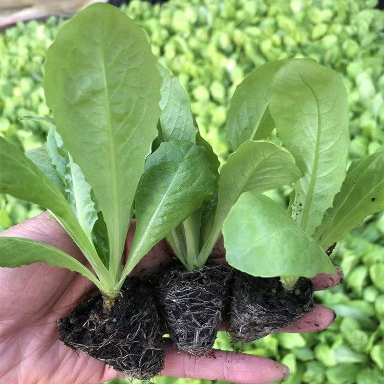 莴笋苗秋季包菜有机松花菜花菜甘蓝白菜蔬菜苗青菜种红青莴苣秧苗