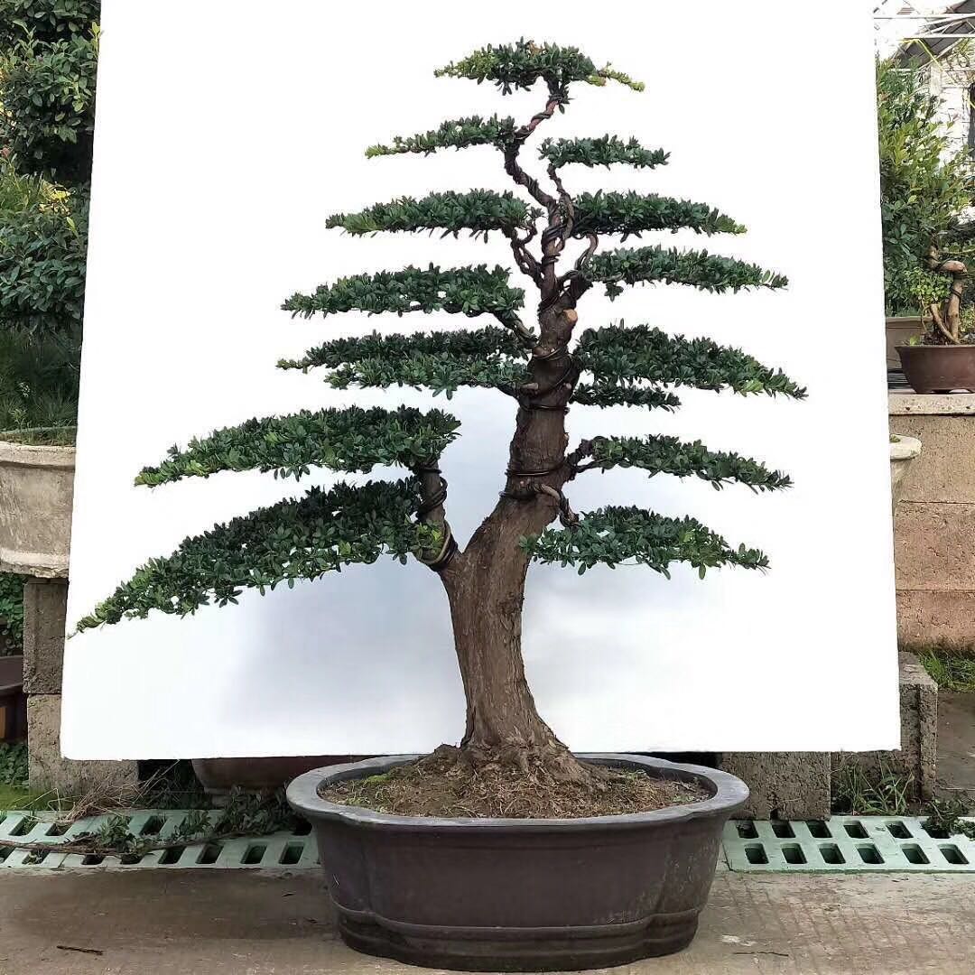 兴颜花卉旗舰店的优惠券大全—大型罗汉松 造型景观树