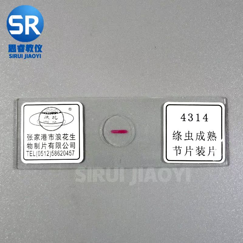 绦虫成熟节片装片中学中学生生物玻片教学仪器显微输送带