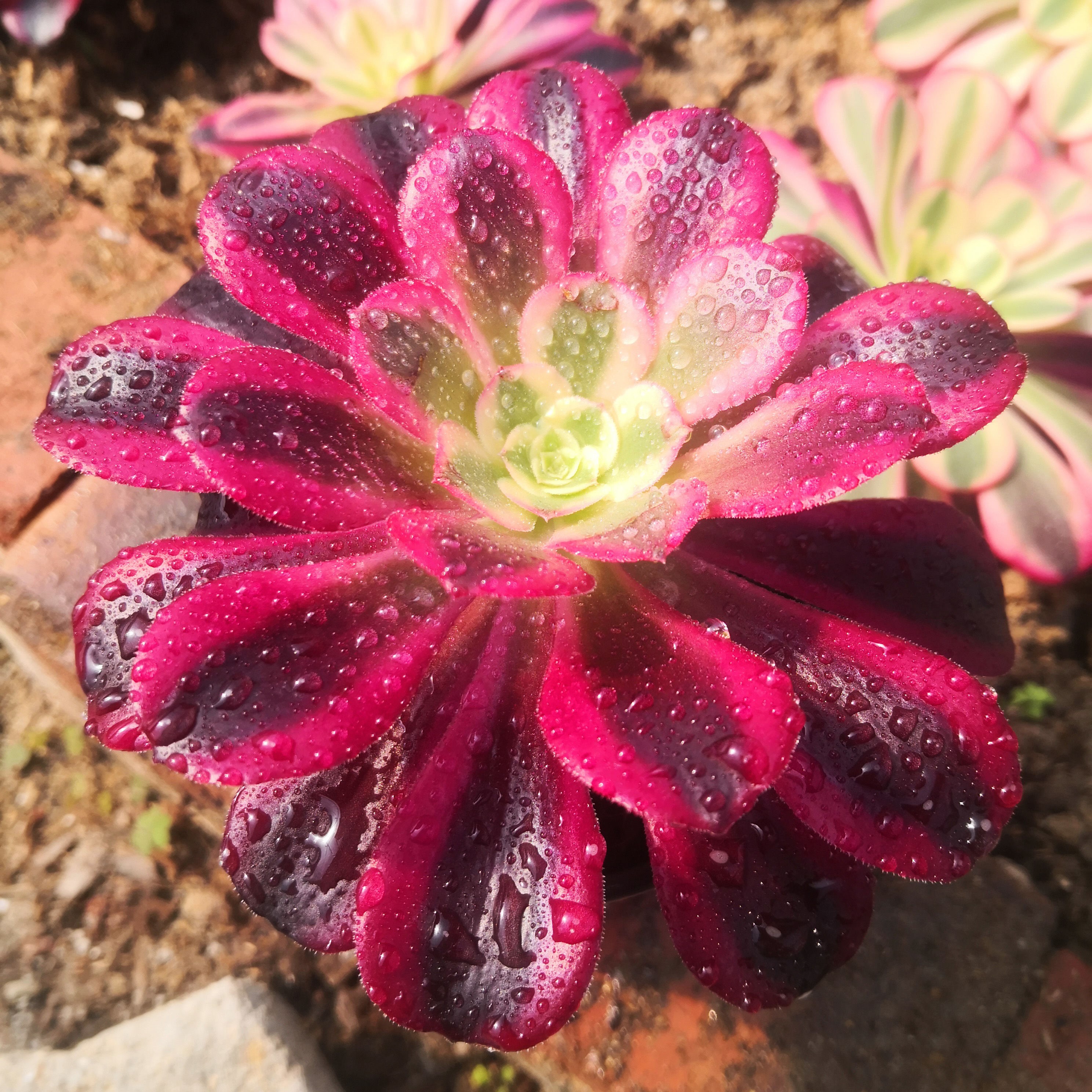 法师美杜莎多肉植物师大单头三圣三尊高端稀有多肉植物