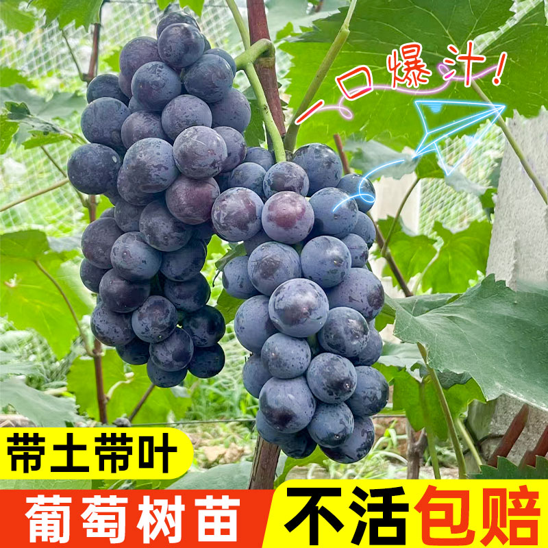 巨峰葡萄树苗果苗夏黑提子爬藤带土带