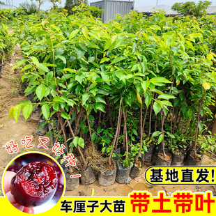 正宗车厘子苗樱桃树苗南北方种植盆栽地栽果树矮化樱桃树大樱桃苗