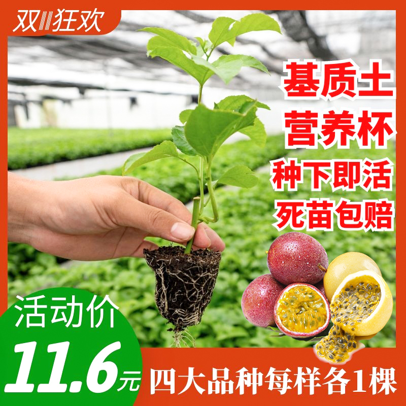 黄金百香果苗树苗当年结果四季爬藤嫁接南方鸡蛋果树盆栽阳台遮荫在类目 鲜花速递/花卉仿真/绿植园艺, 花园植物/行道树/果树, 果树中 - 来自Buy2taobao.com提供专业的淘宝代购服务