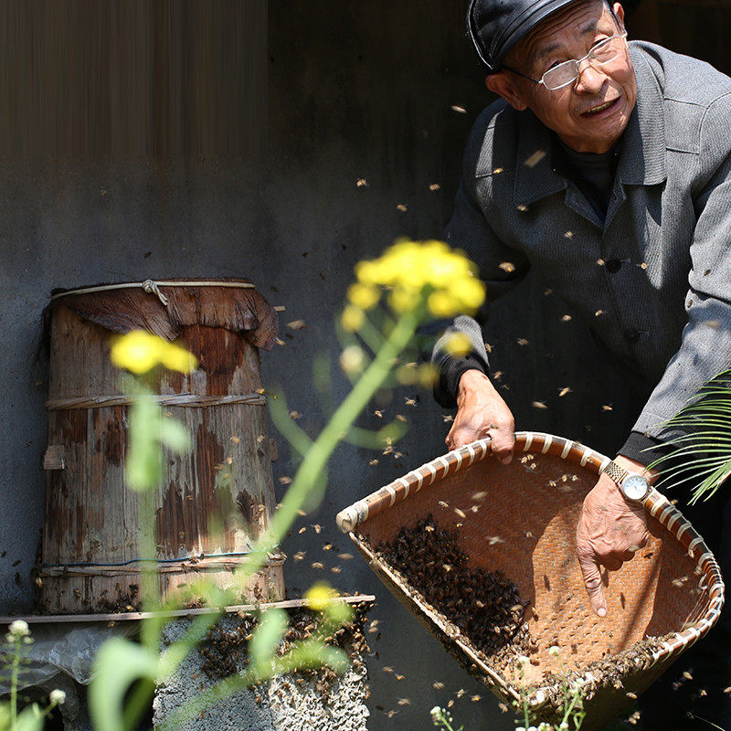 养蜂桶土蜂圆桶中蜂诱蜂桶分蜂收蜂桶非格子箱捕捉蜜蜂工具送蜂蜡