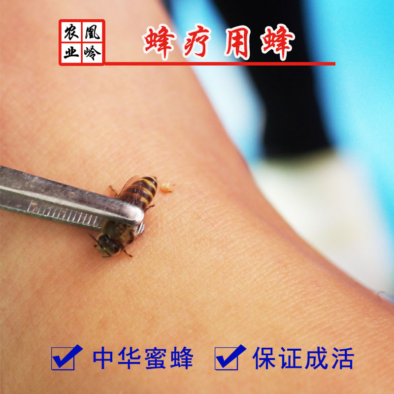 蜂疗专用活体中蜂中华蜜蜂蜂蛰操作蜂疗套盒家庭专用蜂针蜂毒疗法