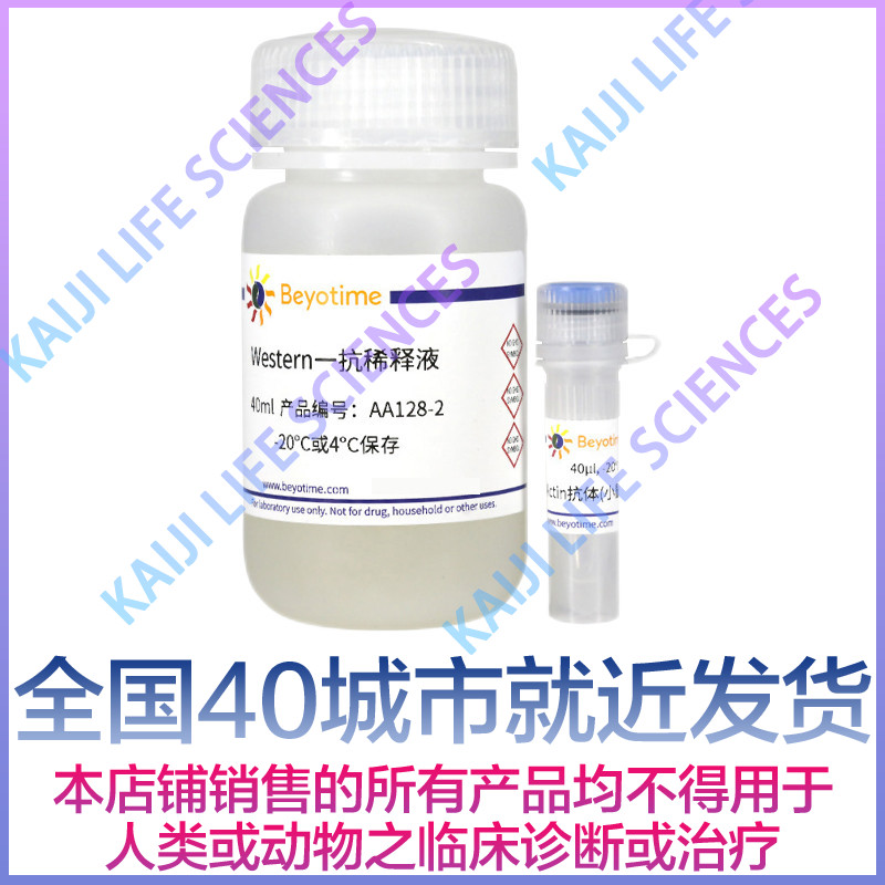 碧云天Beyotime AA128 Actin抗体(小鼠单抗) ＞40次