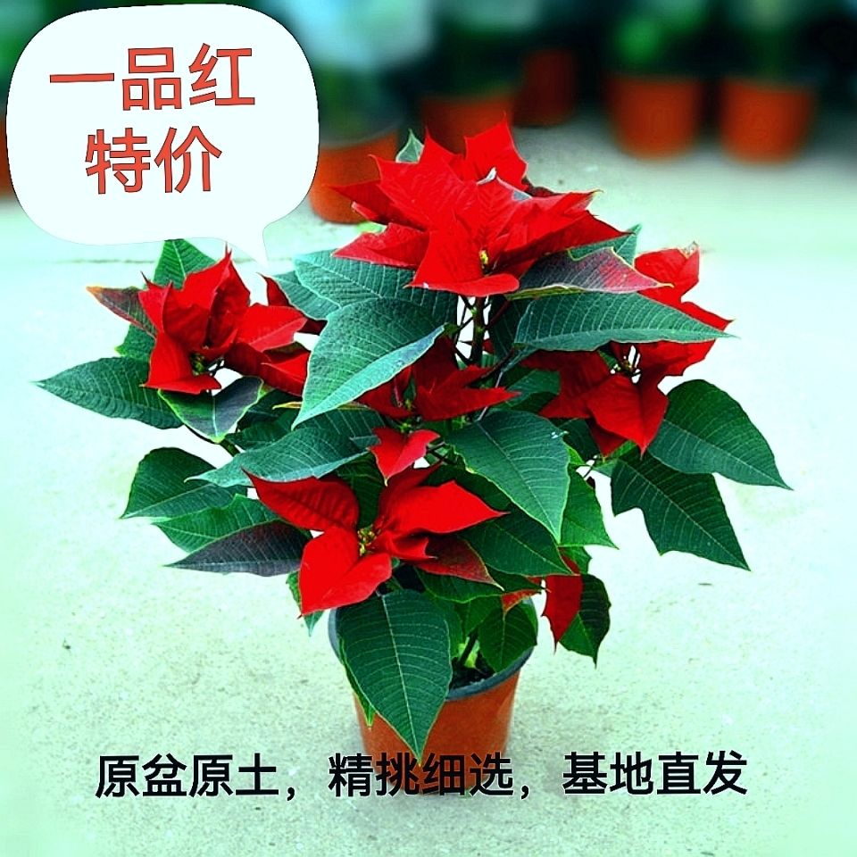 一品红盆栽花卉红叶植物室外好养活四季花奔室内盘景家养客厅摆放