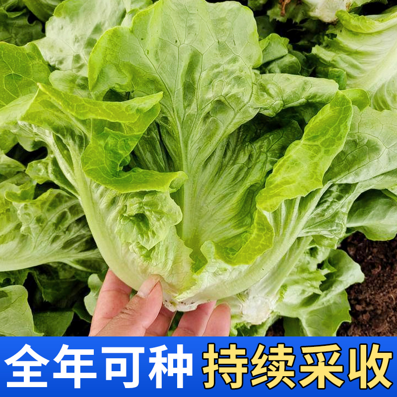 意大利生菜种子紫叶罗莎红大速生菜孑水培四季阳台蔬菜种籽大全