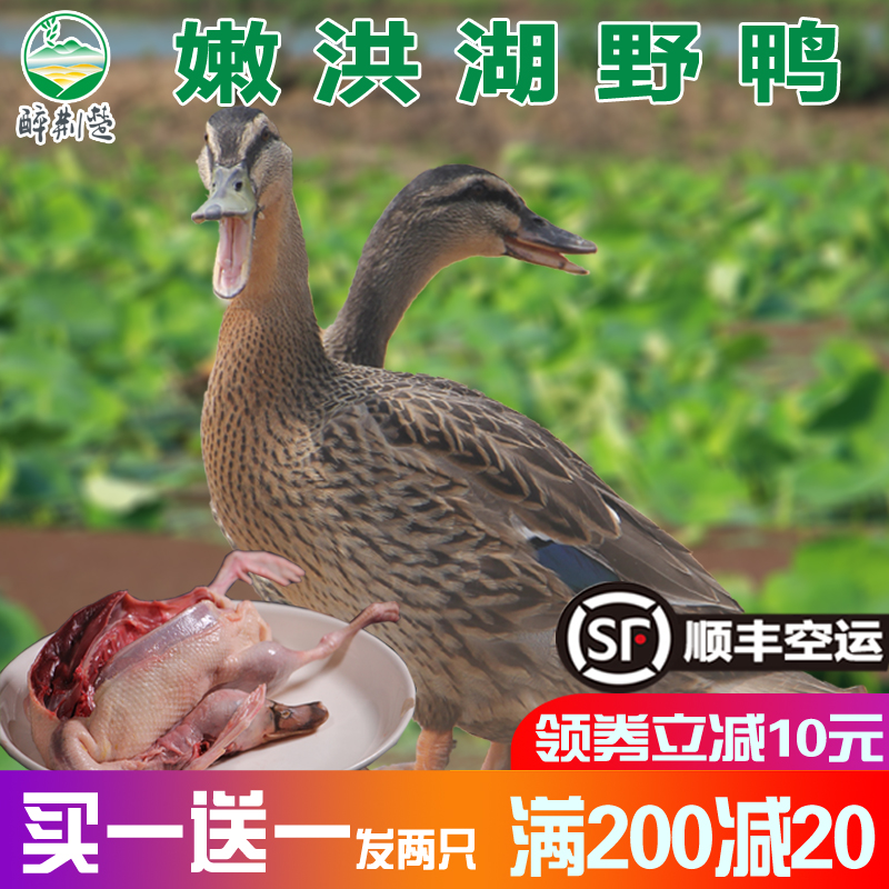 嫩洪湖野鸭农家放养新鲜鸭肉土鸭子小野鸭麻鸭活体现杀绿头鸭散养