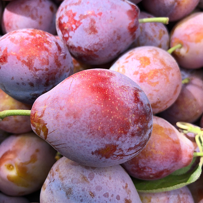 特级新疆法兰西西梅新鲜水果当季整箱孕妇应季正宗喀什小西梅顺丰