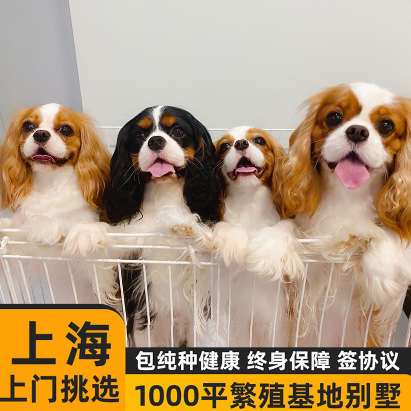 纯种查理王幼犬活体宠物狗上海有基地可实地挑选包健康