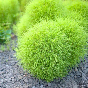 红地肤阳台盆栽植庭院扫帚草花籽3063