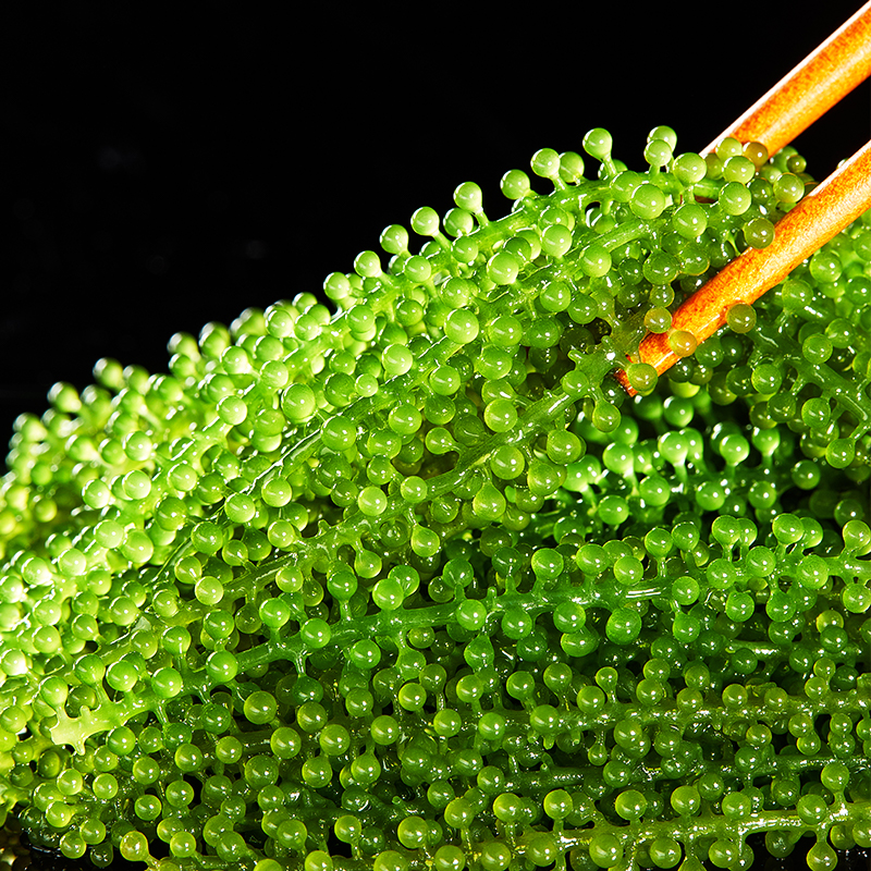 海葡萄新鲜凉拌菜泡发即食盐渍海藻菜绿色鱼子酱海带寿司送蘸料