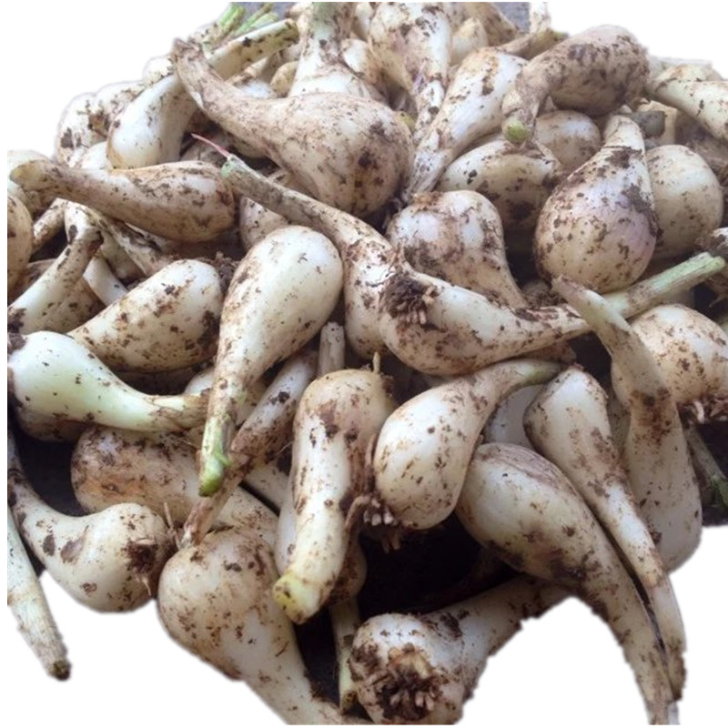 Jiangxi Province fresh No leaves Onion pickled cabbage Zizania head Farm Vegetables fresh Shallots A 5in the Aquatic meat/Fresh fruits and vegetables/Cooked , Fresh vegetables/Vegetable products , Fresh vegetables , Allium category - from Buy2taobao.com to provide professional Taobao agent buy service