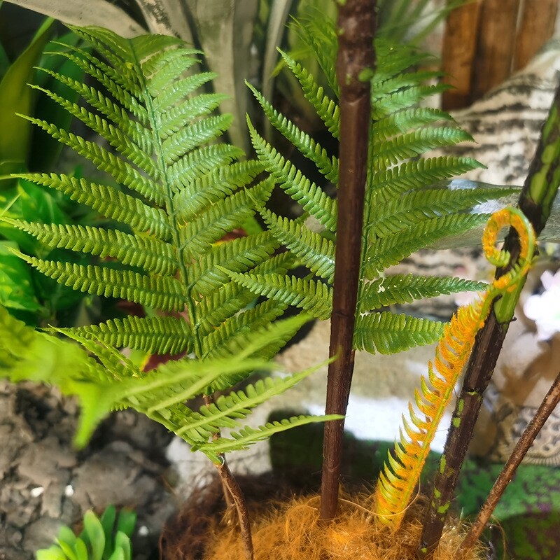 金毛狗蕨优惠专场