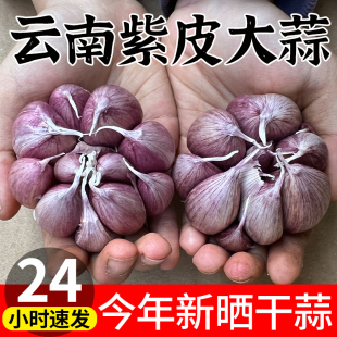 2024年正宗云南紫皮大蒜5斤新鲜特级干大蒜头大理农家自种红香蒜