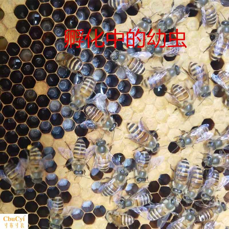 蜂药中囊灵中蜂烂子病药烂子灵中囊病蜜蜂囊状幼虫病绿源种蜂场|msdalam kategori haiwan peliharaan/makanan haiwan dan bekalan, Reptilia/Serangga dan bekalan Ming, Reptilia/Serangga Ming Perubatan - dari Buy2taobao.com untuk memberikan perkhidmatan ejen Taobao profesional membeli