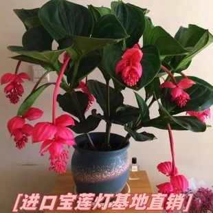 爆款荷兰进口宝莲灯花卉盆栽多年生长四季开花室内庭院带花带花苞