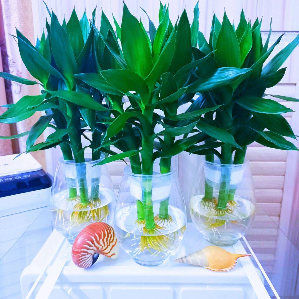 水培观音竹绿植盆栽富贵竹莲花竹客厅净化空气除甲醛水养长青植物