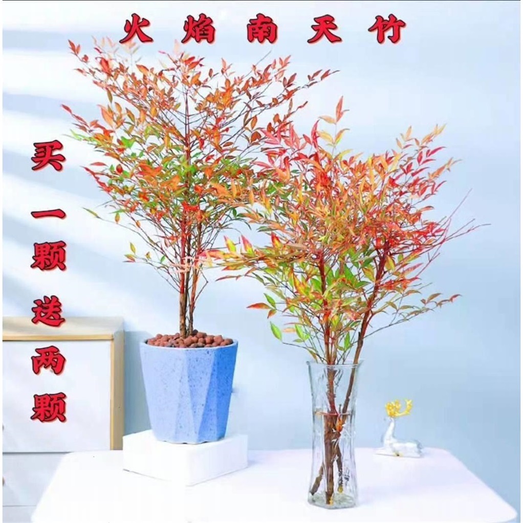 水培室内植物盆栽火焰南天竹办公室内四季好养水养花卉绿植