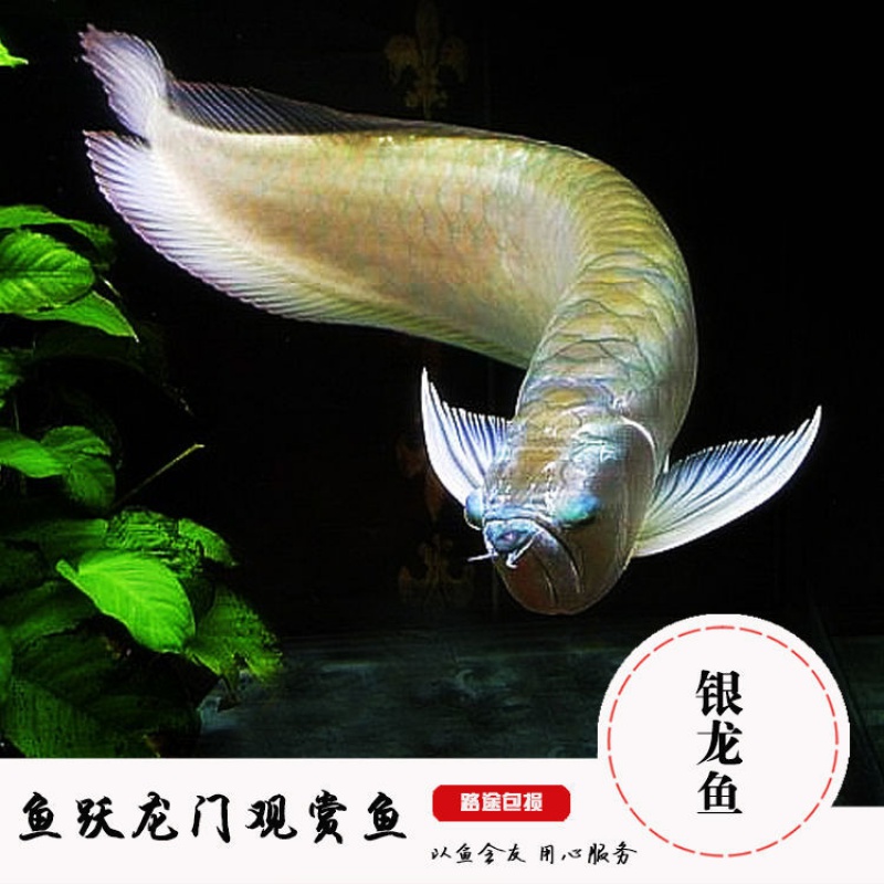 银龙鱼活体金龙鱼红龙鱼银龙鱼混养中大型热带鱼龙鱼观赏鱼风水鱼