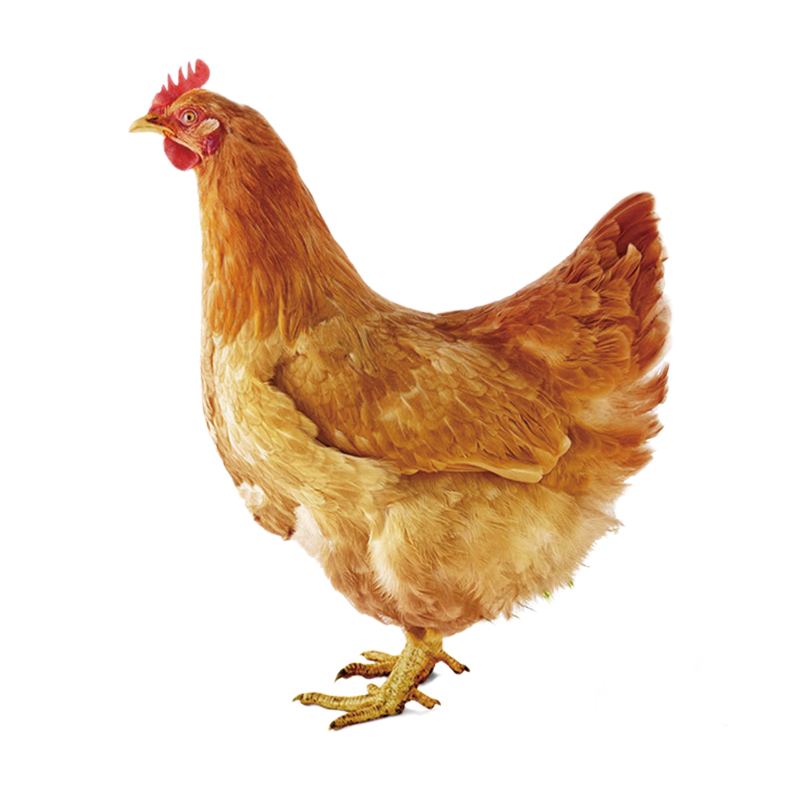 相公寨湘黄鸡1只和土鸡蛋25枚组合装散养土鸡新鲜土鸡蛋顺丰直邮