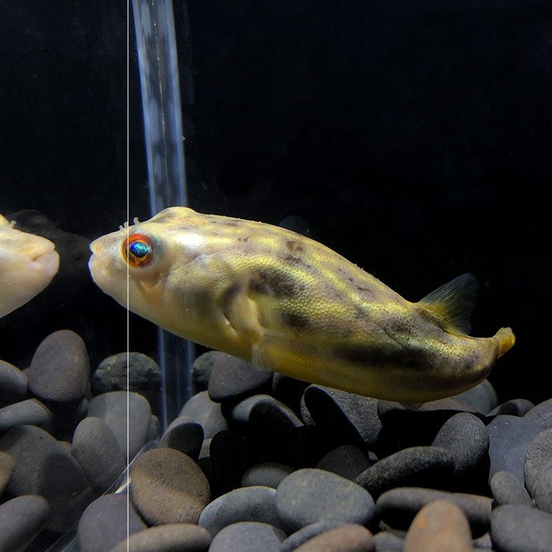 狗头宠物河豚淡水鱼热带鱼气泡鱼刺萌宠非洲斑马鱼