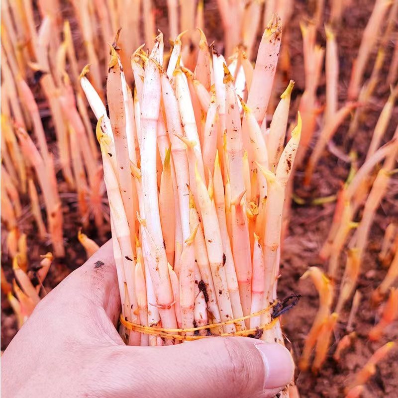 鱼腥草新鲜折耳根