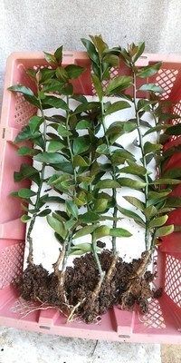 热销叶仙嫁接蟹爪兰