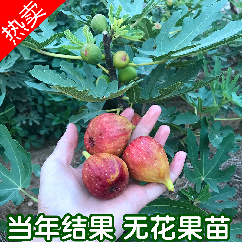 无花果苗特大四季盆栽南北方种植庭院矮化地栽无花果树苗当年结果在类目 鲜花速递/花卉仿真/绿植园艺, 花园植物/行道树/果树, 果树中 - 来自Buy2taobao.com提供专业的淘宝代购服务