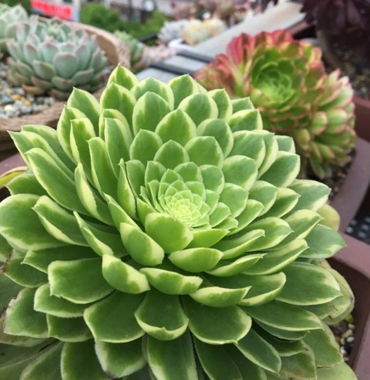 法师三仙之翡翠冰法师老桩无砍整群多肉植物办公室装饰盆栽绿植