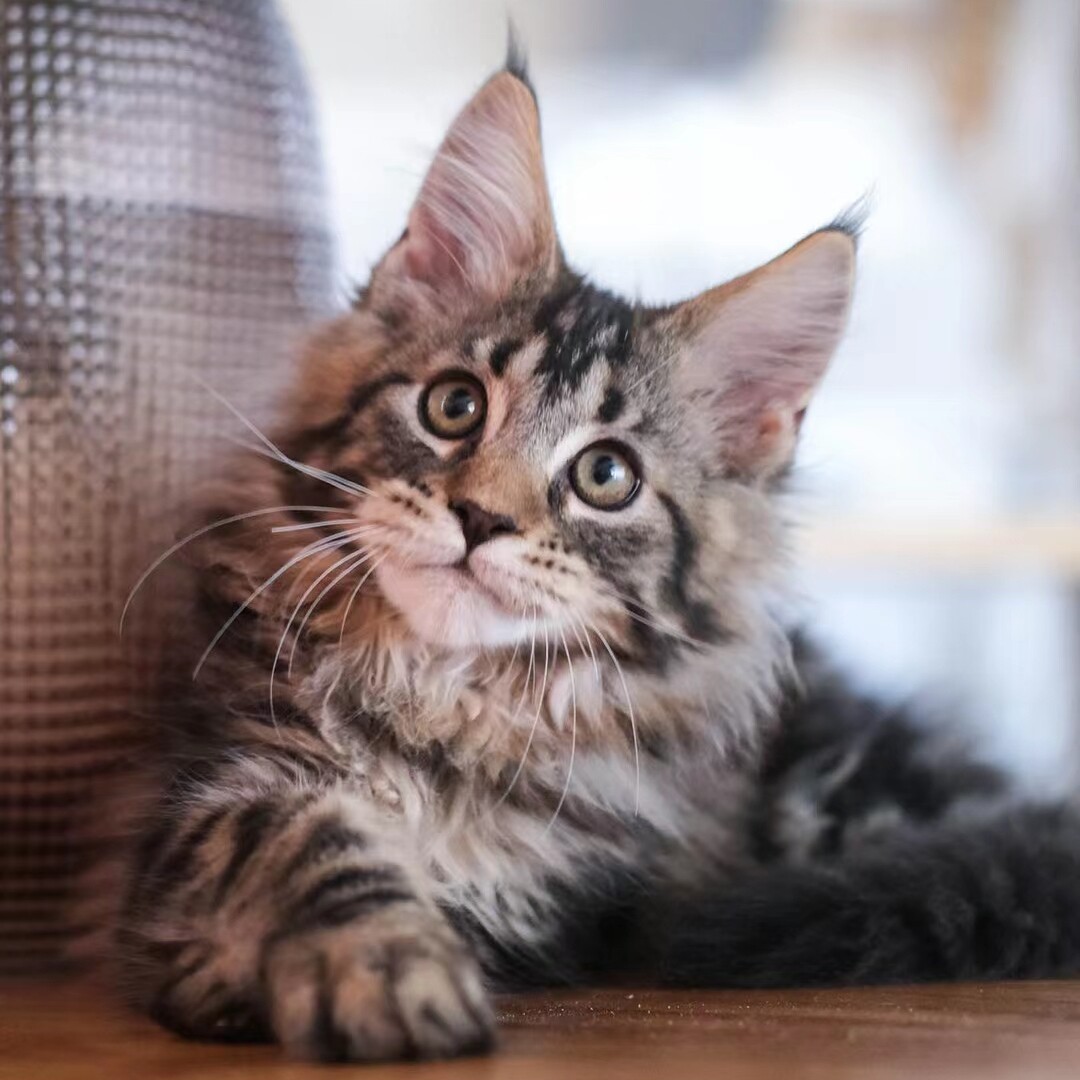 猫猫活体优惠专场