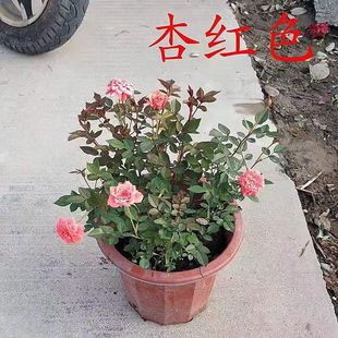 月季花苗带土盆花园观赏阳台庭院室外种植花卉四季开花月月红盆栽