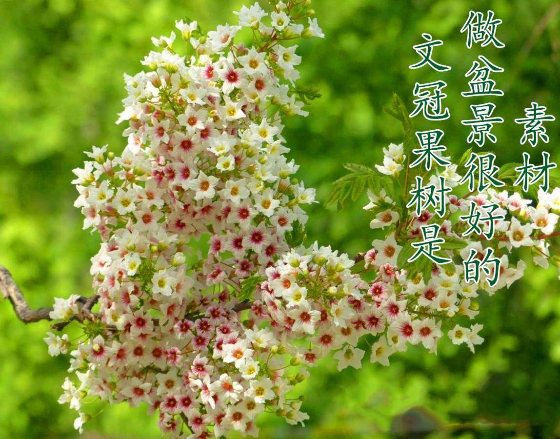 文官树又叫状元花文官树状元花文冠文寇花树状元花树文官文管树