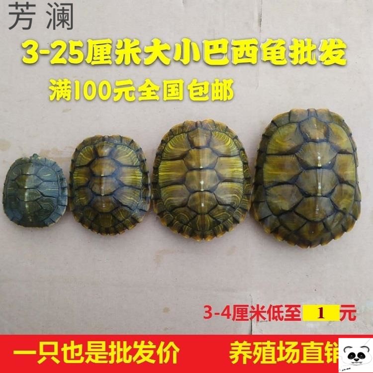 觀賞寵物外塘大小巴西龜紅耳龜龜龜小烏龜放生巴西龜活體批包活發在類目 寵物/寵物食品及用品, 水族世界, 龜/鱉中 - 來自Buy2taobao.com提供專業的淘寶代購服務