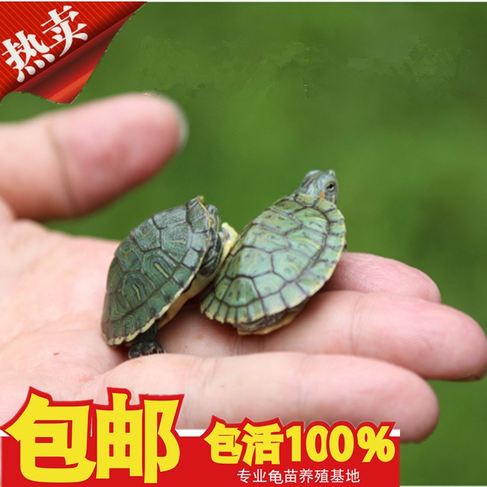 情侶小烏龜活體觀賞龜招財淡水長壽龜迷妳小寵活物寵物龜苗在類目 寵物/寵物食品及用品, 水族世界, 龜/鱉中 - 來自Buy2taobao.com提供專業的淘寶代購服務