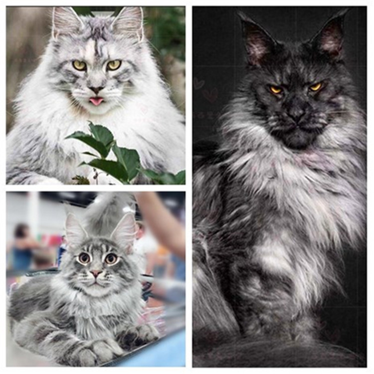 缅因猫纯种