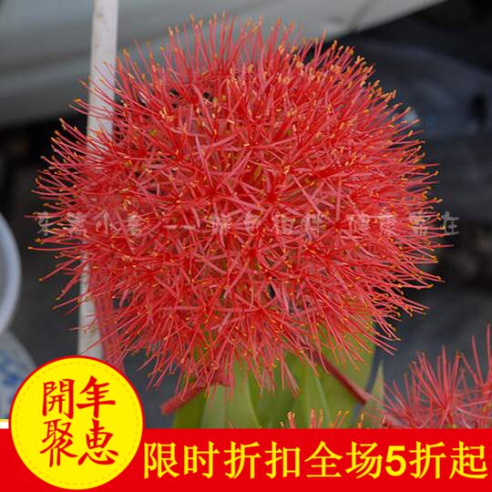 火球花也叫红绣球,血百合,网球花绣球花