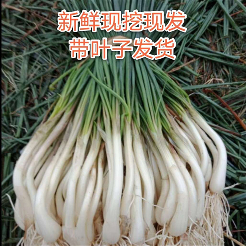 湖南新鲜农家自种荞头带须带苗茭头3斤装野生蒜头蔬菜藠头子教头