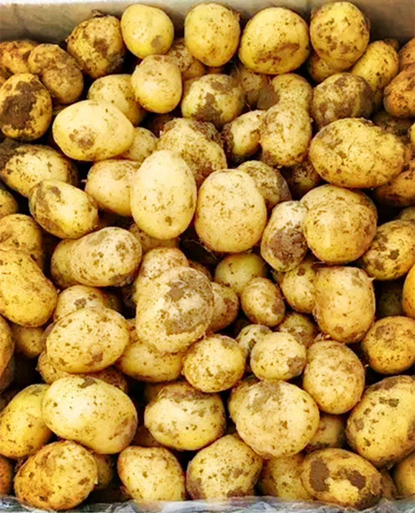 四川大凉山新鲜小土豆黄心小土豆农家自种带箱10斤粉糯可口饱满