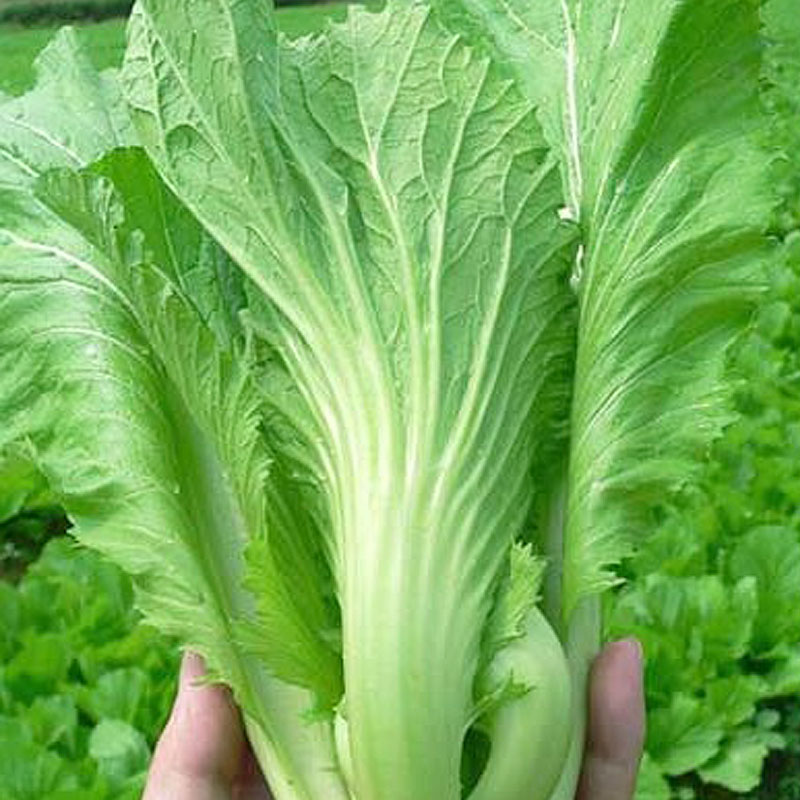 新鲜芥菜