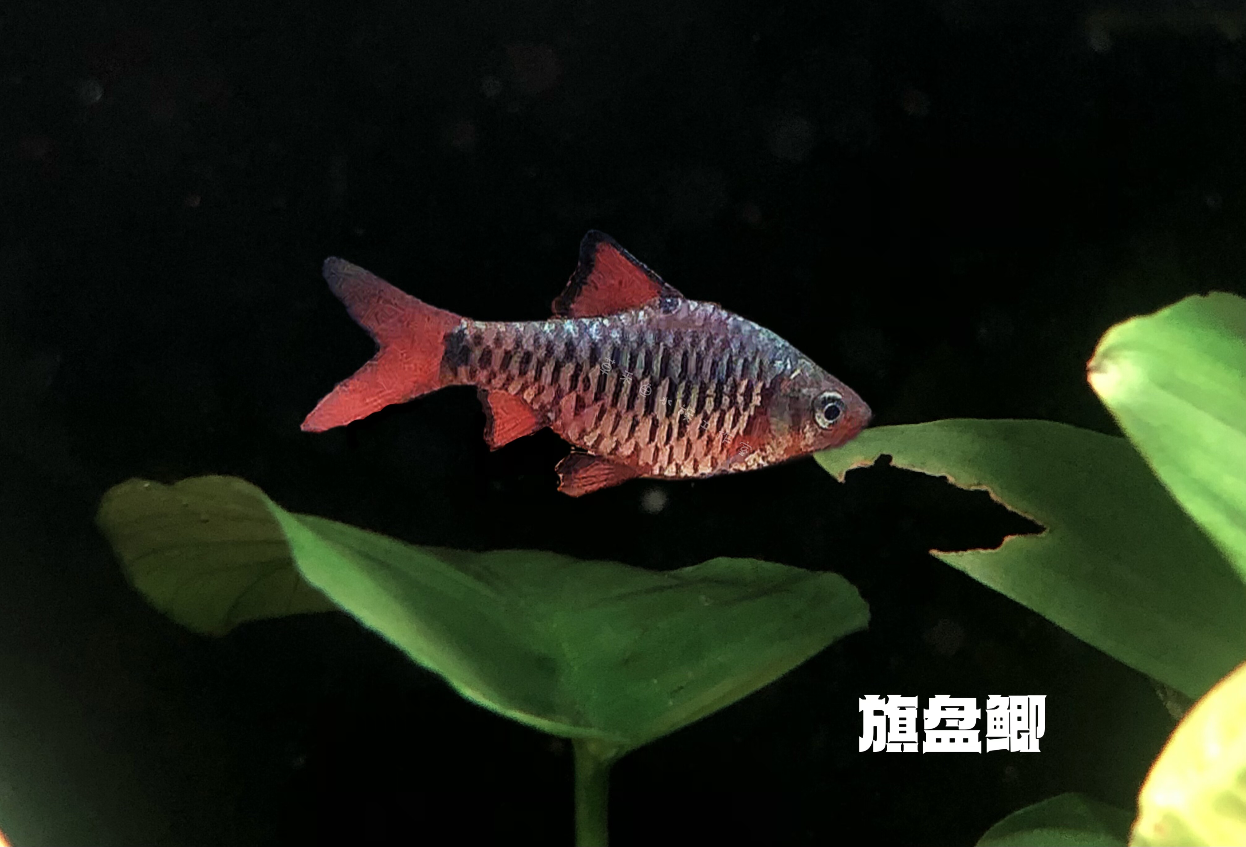 棋盘鲫 捆边鱼 七星鱼 中小型鲫鱼 亚洲南部热带淡水鱼活体