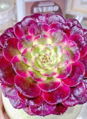 红颜 法师多肉植物多头大棵红覆轮锦黑法师室内花卉园艺老桩盆栽