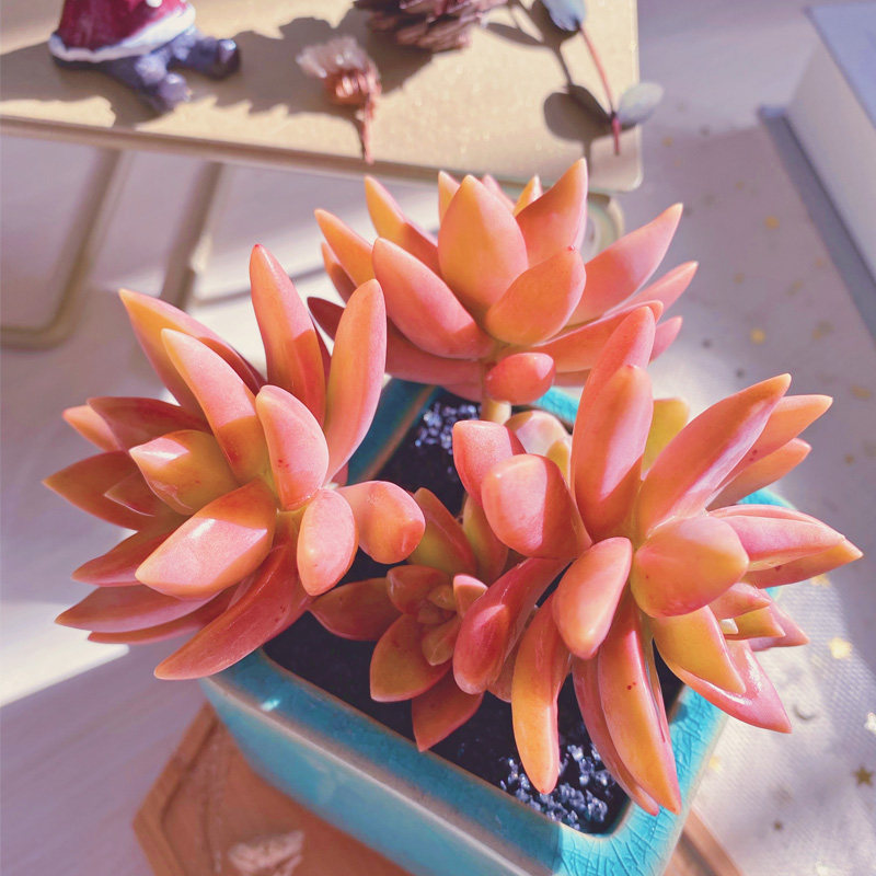 布丁多肉植物_果爵果冻布丁群生多肉植物老桩肉肉植物萌肉肉组合盆栽