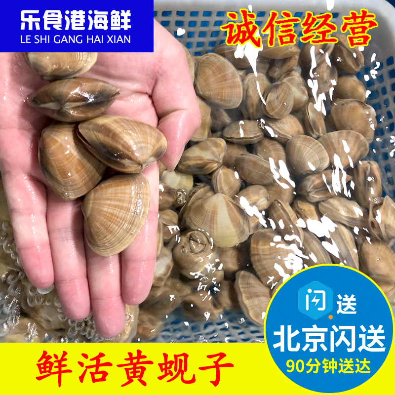 【北京闪送】鲜活黄蚬子500g 大黄蚬 丹东 贝壳海鲜贝类生鲜在类目 水产肉类/新鲜蔬果/熟食, 海鲜/水产品/制品, 贝类, 贝类制品中 - 来自Buy2taobao.com提供专业的淘宝代购服务