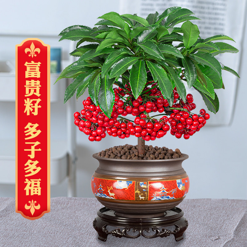富贵籽盆栽带果花卉植物室内花黄金万两金玉满堂办公好养招财绿植